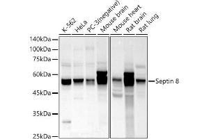 Western blot analysis of extracts of various cell lines, using Septin 8 antibody (ABIN7265350) at 1:1000 dilution. (Septin 8 antibody  (AA 348-427))
