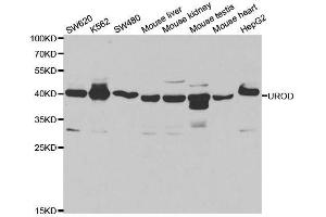 Western blot analysis of extracts of various cell lines, using UROD antibody. (UROD antibody  (AA 1-367))