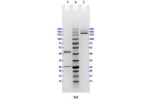 Coomassie stained SDS-PAGE results using Anti-Hemagglutinin (HA) (Mouse) Monoclonal Antibody clone 13A6 separated in a 4-20 % gradient gel.