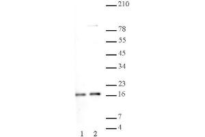 Histone H2A, acidic patch pAb tested by Western blot.