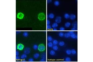 Immunofluorescence staining of fixed mouse splenocytes with anti-PD-1 (programmed cell death protein 1) antibody RMP1-14. (Recombinant PD-1 antibody)