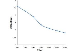 Antigen: 0. (ARMC10 antibody  (AA 131-240))