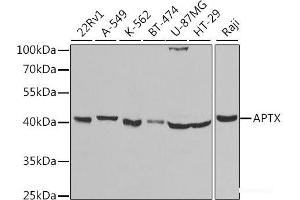 Western blot analysis of extracts of various cell lines using APTX Polyclonal Antibody at dilution of 1:1000.