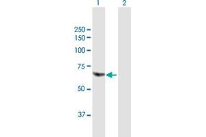 Western Blot analysis of POGK expression in transfected 293T cell line by POGK MaxPab polyclonal antibody.