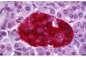 Anti-PTPRN antibody IHC staining of human pancreas, islets of Langerhans. (PTPRN antibody)