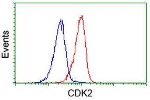 Image no. 3 for anti-Cyclin-Dependent Kinase 2 (CDK2) antibody (ABIN1497397) (CDK2 antibody)