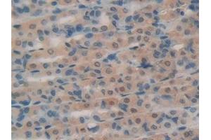 Detection of RNase A in Rat Intestine Tissue using Polyclonal Antibody to Ribonuclease A (RNase A) (RNASE1 antibody  (AA 26-152))