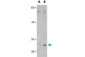 Western blot analysis of MARCH8 in HeLa cell lysate with MARCH8 polyclonal antibody  at (A) 0.