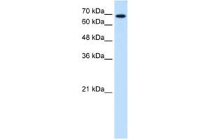 WB Suggested Anti-RPN2 Antibody Titration:  0. (Ribophorin II antibody  (N-Term))