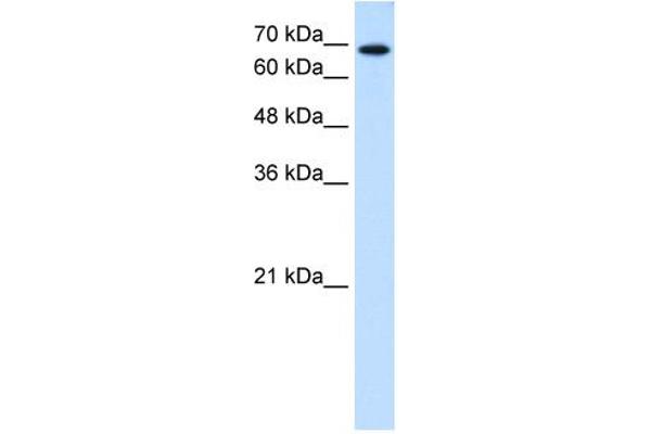 Ribophorin II anticorps  (N-Term)