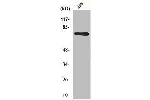 Western Blot analysis of 293 cells using Midline-1 Polyclonal Antibody
