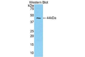 Western Blotting (WB) image for anti-Prolactin-Induced Protein (PIP) (AA 1-146) antibody (ABIN1860229) (PIP antibody  (AA 1-146))