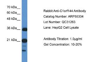 WB Suggested Anti-C1orf144 Antibody Titration: 0. (C1orf144 antibody  (N-Term))