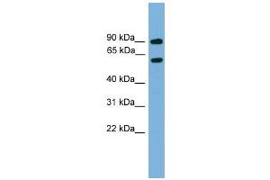 WB Suggested Anti-Nab2 Antibody Titration:  0. (NAB2 antibody  (Middle Region))