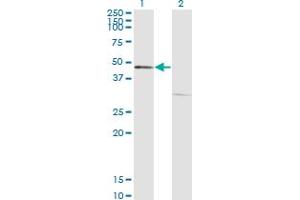 Western Blot analysis of FOXA1 expression in transfected 293T cell line by FOXA1 monoclonal antibody (M07), clone 1G10. (FOXA1 antibody  (AA 287-370))