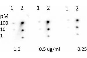 Dot Blot of Rabbit Anti-Retinoblastoma [Monomethyl Lys860] Antibody. (Retinoblastoma 1 antibody  (meLys860))