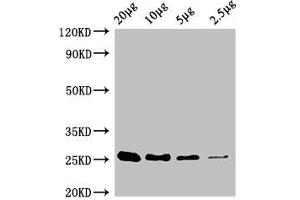 Western Blot Positive WB detected in: A549 whole cell lysate at 20 μg, 10 μg, 5 μg, 2. (CD9 antibody  (AA 112-195))