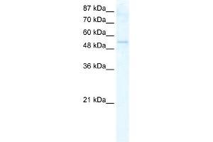 WB Suggested Anti-DDX19A Antibody Titration:  2. (DDX19A antibody  (N-Term))