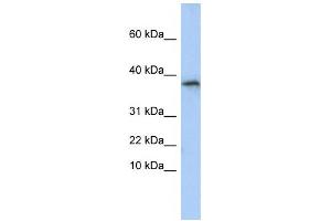 Western Blotting (WB) image for anti-Glycine N-Acyltransferase (GLYAT) antibody (ABIN2459220)