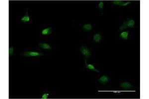 Immunofluorescence (IF) image for anti-Lamin B1 (LMNB1) (AA 107-186) antibody (ABIN517543)
