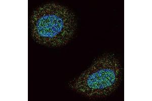 Confocal immunofluorescent analysis of PTEN Antibody (N-term) (ABIN6242545 and ABIN6579042) with MCF-7 cell followed by Alexa Fluor 488-conjugated goat anti-rabbit lgG (green). (PTEN antibody  (N-Term))