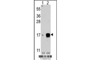 Western blot analysis of IFITM3 (arrow) using rabbit polyclonal IFITM3 Antibody (C-term) (ABIN387990 and ABIN2845008). (Fagilis (IFITM3) (AA 64-93) antibody)