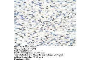 Human Heart (NOBOX antibody  (N-Term))