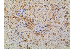 Immunohistochemistry (IHC) image for anti-Ephrin B2 (EFNB2) (C-Term) antibody (ABIN6261455)