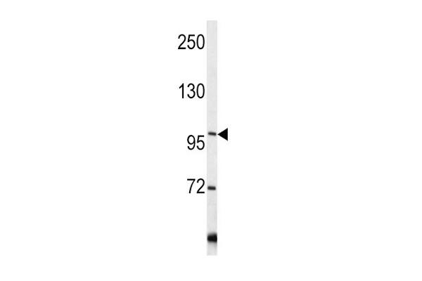 COL6A1 antibody  (C-Term)