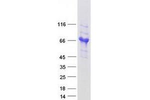 Western Blotting (WB) image for Golgi Membrane Protein 1 (GOLM1) (Transcript Variant 1) protein (Myc-DYKDDDDK Tag) (ABIN2722136)