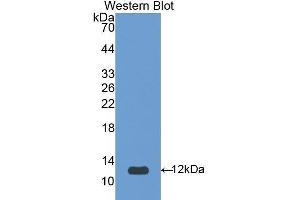 Western Blotting (WB) image for anti-serpin Peptidase Inhibitor, Clade A (Alpha-1 Antiproteinase, Antitrypsin), Member 12 (SERPINA12) (AA 52-143) antibody (ABIN1173450) (SERPINA12 antibody  (AA 52-143))