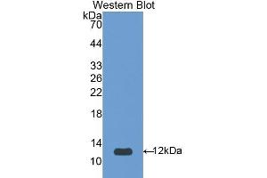 Western Blotting (WB) image for anti-serpin Peptidase Inhibitor, Clade A (Alpha-1 Antiproteinase, Antitrypsin), Member 12 (SERPINA12) (AA 52-143) antibody (ABIN3208033) (SERPINA12 antibody  (AA 52-143))