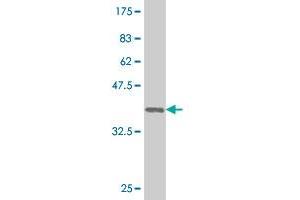 Western Blotting (WB) image for anti-Caudal Type Homeobox 1 (CDX1) (AA 1-139) antibody (ABIN514324)