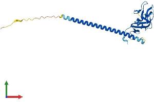 AlphaFold protein structure predicition of Mouse Recombinant Clec1b Protein, UniprotID Q9JL99 (C-Type Lectin Domain Family 1, Member B (CLEC1B) (AA 1-229) protein (His tag))