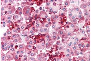 Human Pancreas: Formalin-Fixed, Paraffin-Embedded (FFPE) (Embigin antibody  (C-Term))