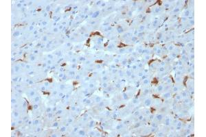 Formalin-fixed, paraffin-embedded human Liver stained with C1QA Mouse Monoclonal Antibody (C1QA/2953). (C1QA antibody  (AA 104-237))