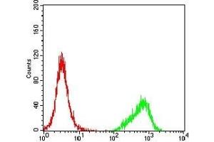 Flow cytometric analysis of K562 cells using CCNE1 mouse mAb (green) and negative control (red). (Cyclin E1 antibody  (AA 307-410))
