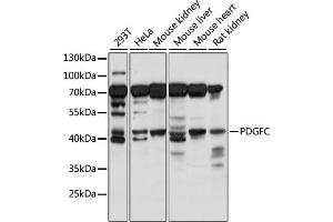 Western blot analysis of extracts of various cell lines, using PDGFC antibody (ABIN7269403) at 1:1000 dilution.