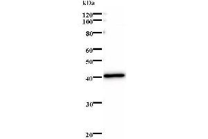 Western Blotting (WB) image for anti-MAX Interactor 1 (MXI1) antibody (ABIN931182) (MXI1 antibody)