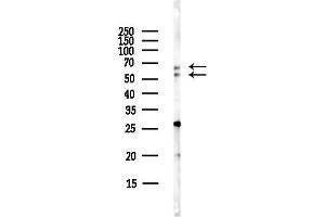Western blot analysis of lysates from Hela cells(starvation,24h treatment), using OGR1/GPR68 Antibody at 1/1000 dilution.