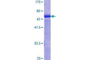 GDI2 Protein (AA 1-445) (GST tag)