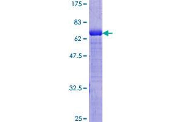 GDI2 Protein (AA 1-445) (GST tag)