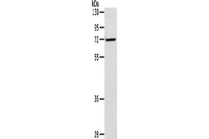 Western Blotting (WB) image for anti-Leukotriene A4 Hydrolase (LTA4H) antibody (ABIN2423744) (LTA4H antibody)