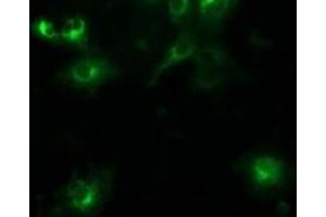 Immunofluorescence (IF) image for anti-Beclin 1, Autophagy Related (BECN1) antibody (ABIN1496870) (Beclin 1 antibody)