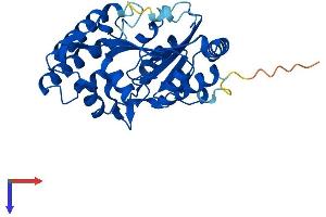 NT5C3L Protein (AA 1-300) (His tag)