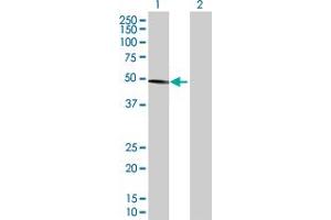 HMG20A antibody  (AA 1-347)