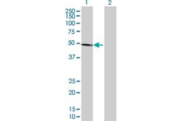 HMG20A antibody  (AA 1-347)