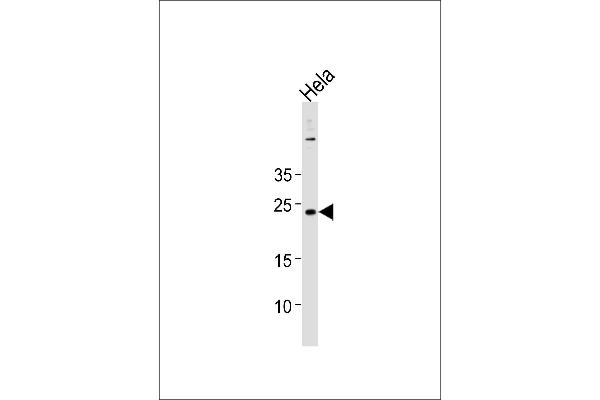BLOC1S4 antibody  (AA 114-143)