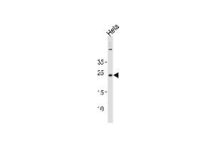 CNO Antibody (Center) (ABIN1881218 and ABIN2843415) western blot analysis in Hela cell line lysates (35 μg/lane). (BLOC1S4 antibody  (AA 114-143))