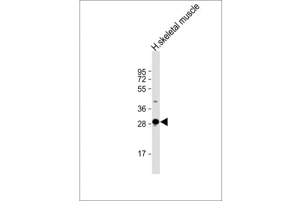 DNASE1L2 antibody  (AA 199-229)